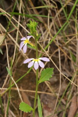 Scaevola aemula