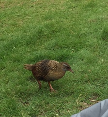 Gallirallus australis hectori