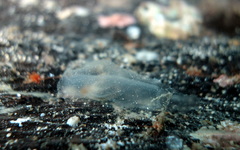 Phlebobranchia
