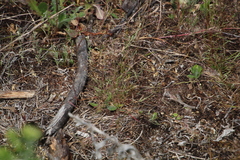 Pentameris airoides airoides