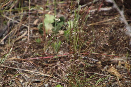 Image of Pentameris airoides by (c) Tony Rebelo, some rights reserved (CC BY-SA)