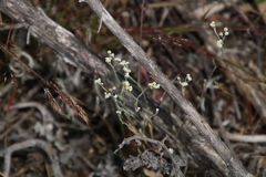 Helichrysum indicum