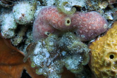 Polysyncraton montanum