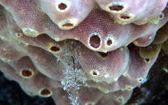 Polysyncraton montanum