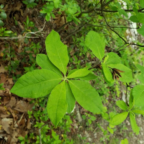 Image of Rhododendron prinophyllum by (c) Sarah Culliton, some rights reserved (CC BY)