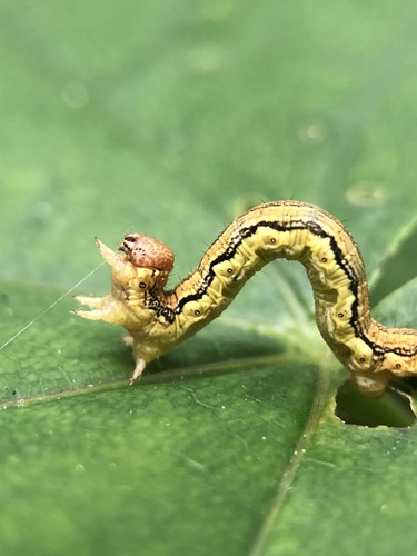 Didysis žiemsprindis nuotrauka