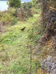 Gallirallus australis hectori