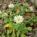 Nullarbor Daisy - Photo (c) David Spencer Muirhead, some rights reserved (CC BY-NC), uploaded by David Spencer Muirhead