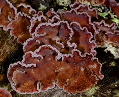 Chondrostereum purpureum