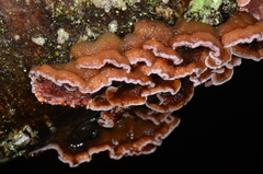 Chondrostereum purpureum