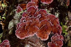 Chondrostereum purpureum
