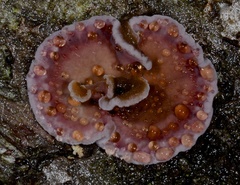 Chondrostereum purpureum