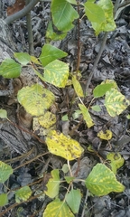 Populus fremontii fremontii