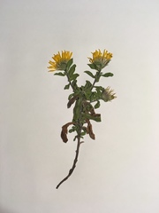 Heterotheca villosa foliosa