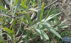 Salix exigua hindsiana
