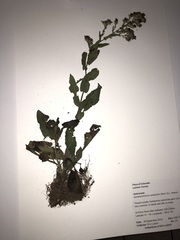 Symphyotrichum campestre