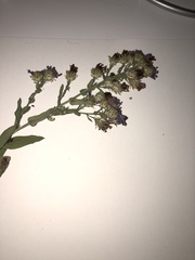 Symphyotrichum campestre