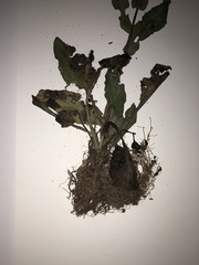 Symphyotrichum campestre