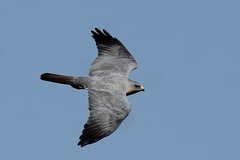 Accipiter brevipes