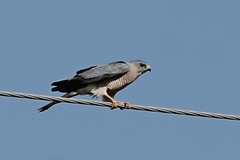 Accipiter brevipes