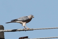 Accipiter brevipes