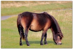 Equus ferus