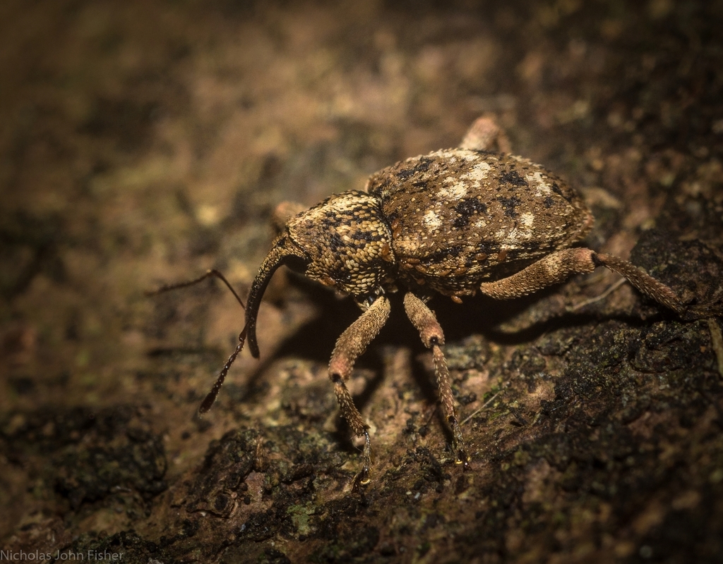 Rhadinomerus mastersi