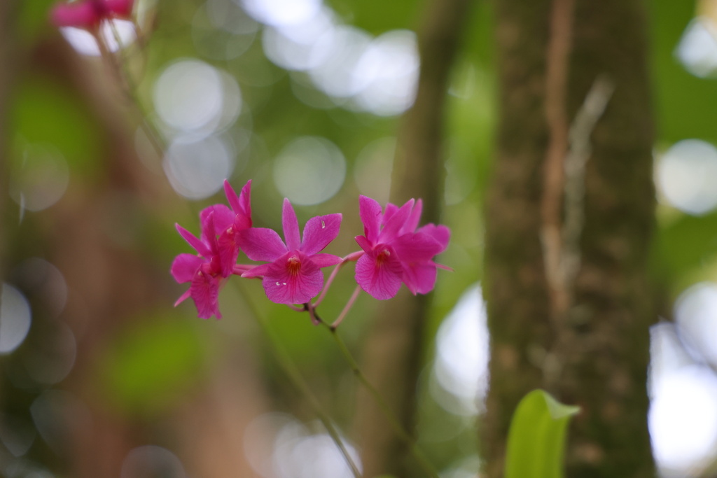 Broughtonia sanguinea