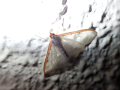 Palpita nigropunctalis