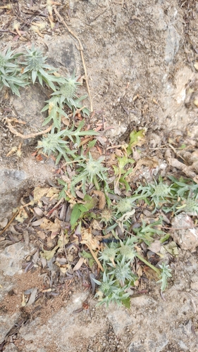 Image of Eryngium nasturtiifolium by no rights reserved