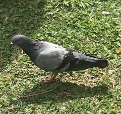 Columba livia domestica