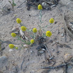 Angianthus tomentosus