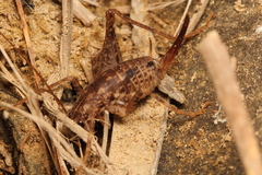 Pleioplectron simplex