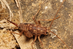 Pleioplectron simplex