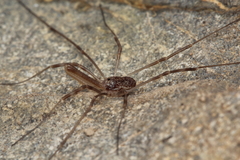 Neopilionidae