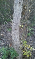 Populus fremontii fremontii