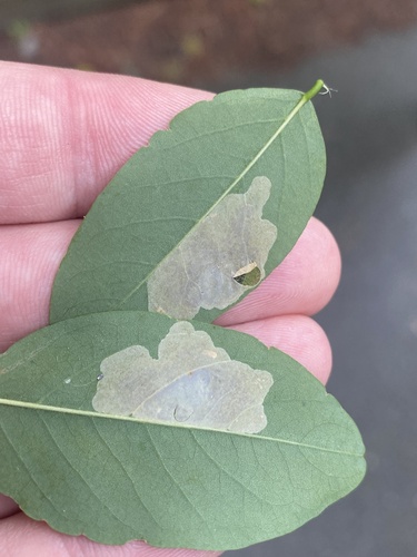 Chrysaster ostensackenella photo 5