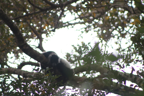 Black-and-white Ruffed Lemur