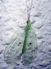 Apochrysa matsumurae