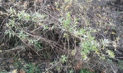 Salix exigua hindsiana