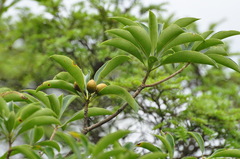 Pittosporum planilobum