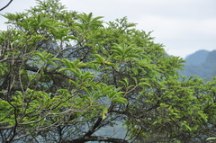 Pittosporum planilobum