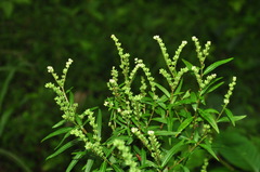 Penthorum chinense