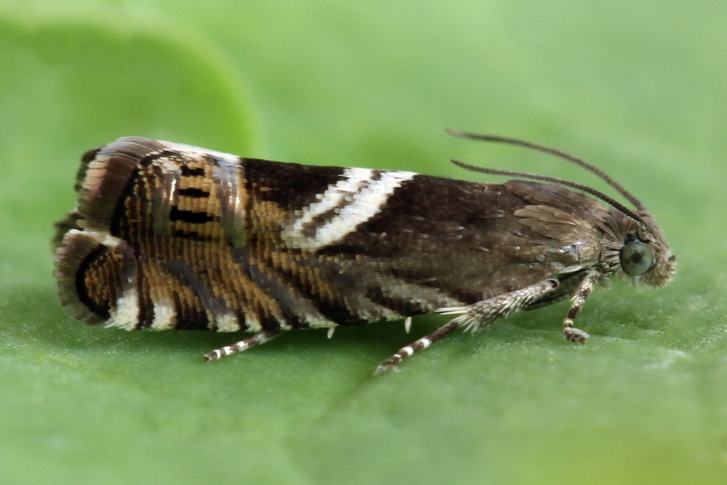 Ephippiphora