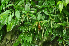 Lysionotus pauciflorus