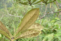 Photinia tushanensis