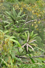 Photinia tushanensis