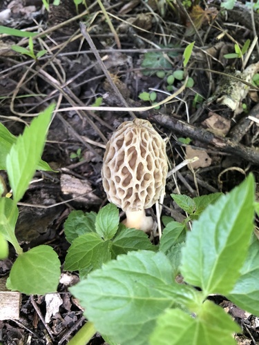 Section Morchella