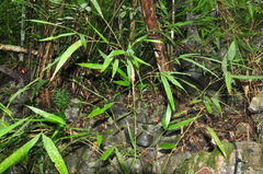 Chimonobambusa quadrangularis