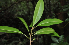 Sideroxylon wightianum